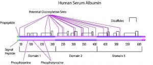rAlbumin human 1012595-6MG