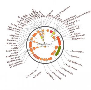 PSF-AD5 - ADENOVIRUS TYPE 5 PLASMID OGS268-5UG