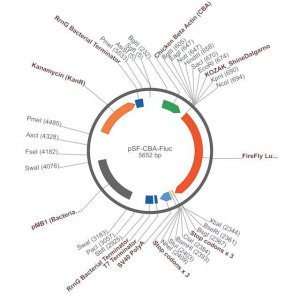 PSF-CBA-FLUC - CHICKEN BETA ACTIN PROMOTER PLASMID OGS598-5UG