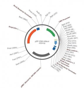 PSF-CMV-DELTA-D78NCOI - START CODON (NCOI) DELETED PLASMID OGS3-5UG