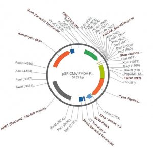 PSF-CMV-FMDV-FRCFP - FMDV IRES CFP REPORTER PLASMID OGS522-5UG