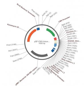PSF-CMV-INTRON1 - INTRON EXPRESSION PLASMID OGS99-5UG