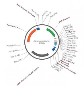 PSF-CMV-NH2-CMYC-EKT-NCOI - N-TERMINAL C-MYC PLASMID OGS94-5UG