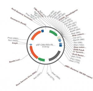 PSF-CMV-RSV-RLUC ASCI - RENILLA LUCIFERASE PLASMID OGS16-5UG