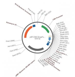 PSF-CMV-SNAPFUSION - CMV MAMMALIAN SNAPFUSION EXPRESSION PLASMID OGS603-5UG