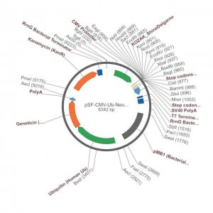 PSF-CMV-UB-NEO/G418 ASCI - G418 SELECTION PLASMID OGS22-5UG