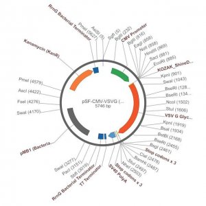 PSF-CMV-VSVG - VSV G EXPRESSION PLASMID OGS592-5UG