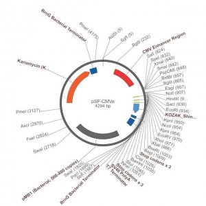 PSF-CMVE - CMV ENHANCER EXPRESSION PLASMID OGS378-5UG