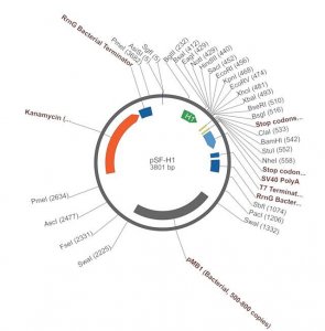 PSF-H1 - SIRNA/RNAI EXPRESSION PLASMID OGS52-5UG