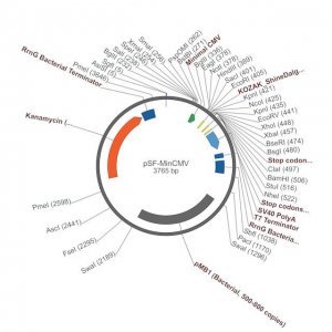 PSF-MINCMV - MINIMAL CMV EXPRESSION PLASMID OGS613-5UG
