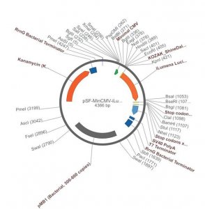 PSF-MINCMV-ILUMENA - SECRETED LUCIFERASE MINIMAL CMV PLASMID OGS578-5UG