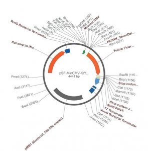PSF-MINCMV-KRYFP - MINIMAL CMV YFP EXPRESSION VECTOR OGS574-5UG
