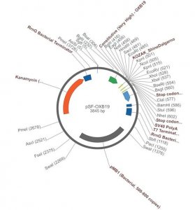PSF-OXB19 (UNREG) - MEDIUM STENGTH BACTERIAL PROMOTER OGS34-5UG