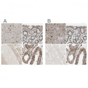 Anti-ARMC10 antibody produced in rabbit 