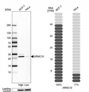 Anti-ARMC10 antibody produced in rabbit 