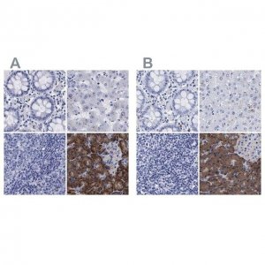 Anti-ARSG antibody produced in rabbit 