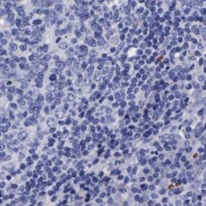 Anti-ARSG antibody produced in rabbit 