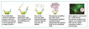 Duolink In Situ PLA Probe Anti-Human MINUS 