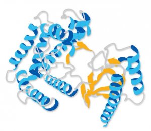 Tryptase, Human Lung 