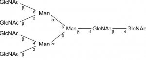 SILuCarb Glycan Standard 13C Tetraantennary A4G0 