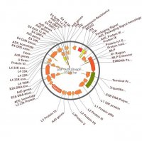PSF-AD5 - ADENOVIRUS TYPE 5 PLASMID OGS268-5UG