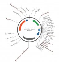PSF-CMV-DELTA-D78NCOI - START CODON (NCOI) DELETED PLASMID OGS3-5UG