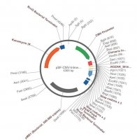 PSF-CMV-INTRON1 - INTRON EXPRESSION PLASMID OGS99-5UG