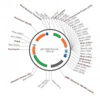 PSF-CMV-PURO-NH2-KRYFP - N-TERMINAL YFP TAG MAMMALIAN PLASMID OGS1367-5UG