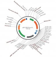 PSF-CMV-PURO-NH2-MBP - N-TERMINAL MBP TAG MAMMALIAN PLASMID OGS3220-5UG