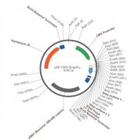PSF-CMV-SNAPFUSION - CMV MAMMALIAN SNAPFUSION EXPRESSION PLASMID OGS603-5UG