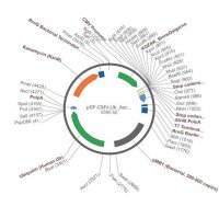 PSF-CMV-UB ASCI - DUAL PROMOTER EXPRESSION PLASMID OGS399-5UG