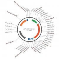 PSF-CMV-VSVG - VSV G EXPRESSION PLASMID OGS592-5UG