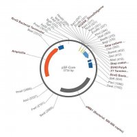 PSF-Core Basic Cloning Vector OGS1-5UG