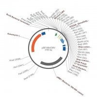 PSF-MINCMV - MINIMAL CMV EXPRESSION PLASMID OGS613-5UG