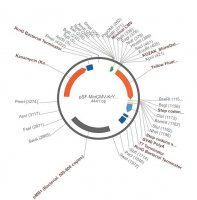 PSF-MINCMV-KRYFP - MINIMAL CMV YFP EXPRESSION VECTOR OGS574-5UG