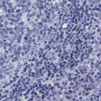 Anti-ARSG antibody produced in rabbit 